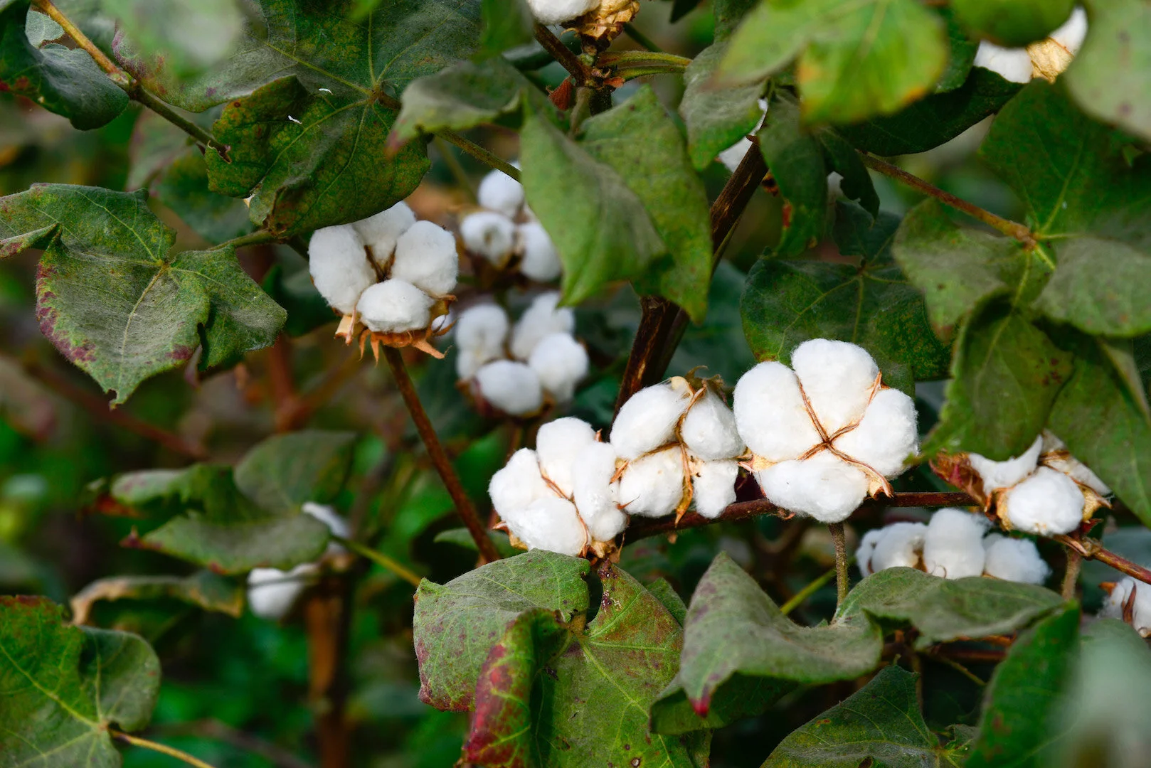 Cotton Plant.
