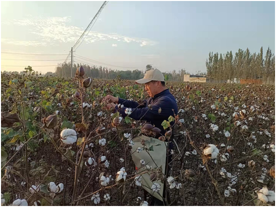  Women working on a cotton farm. 