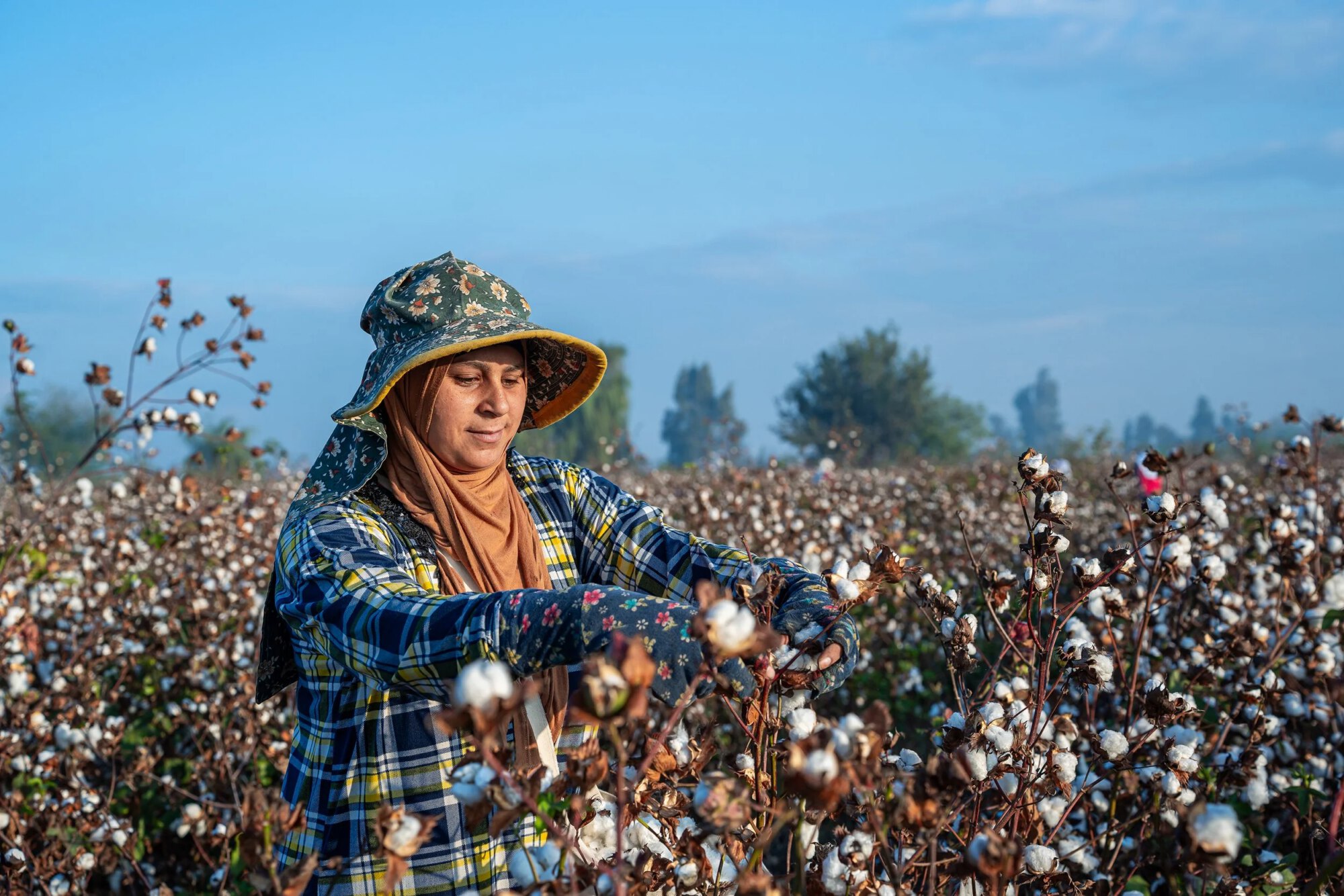 A woman harvesting cotton