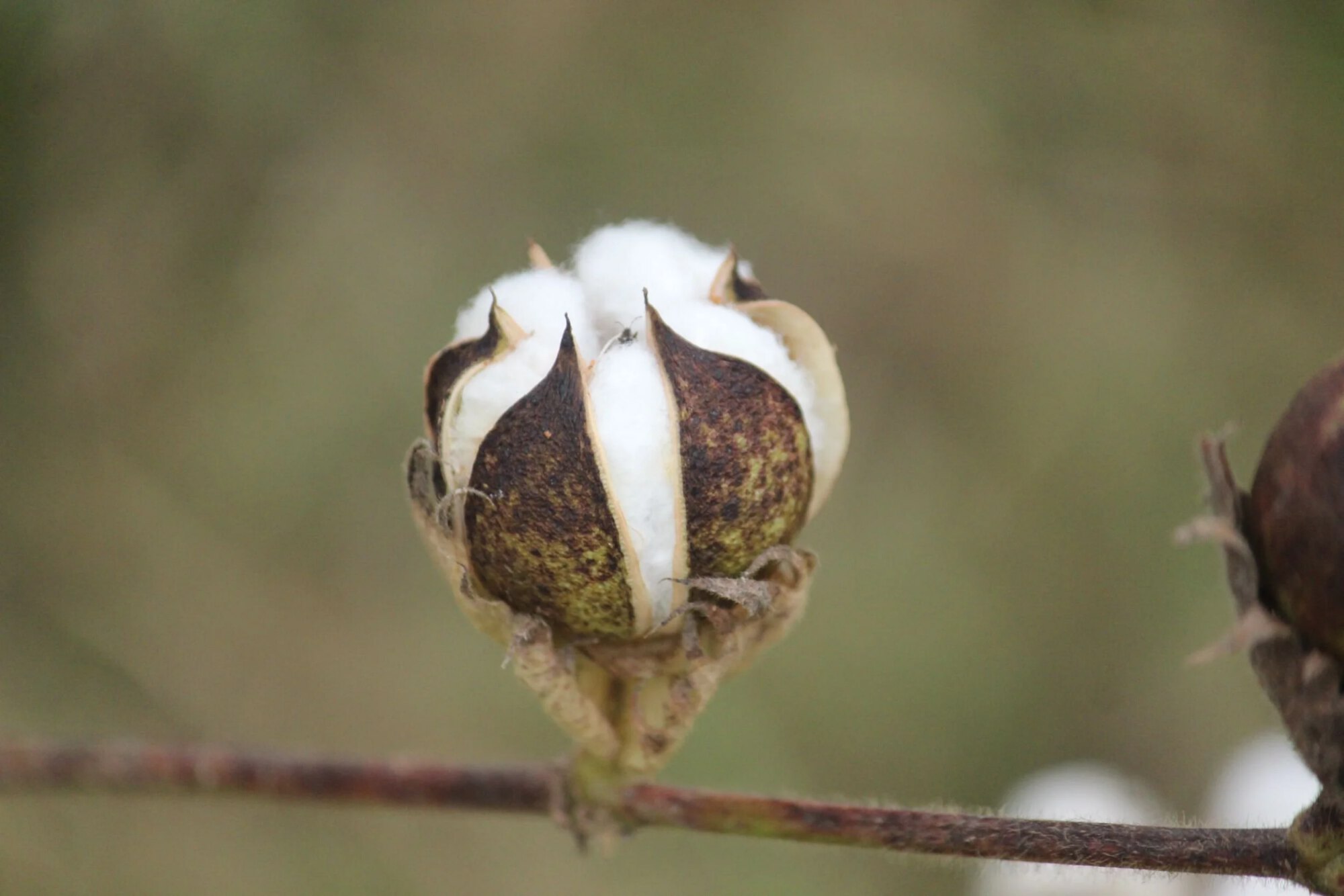 Cotton