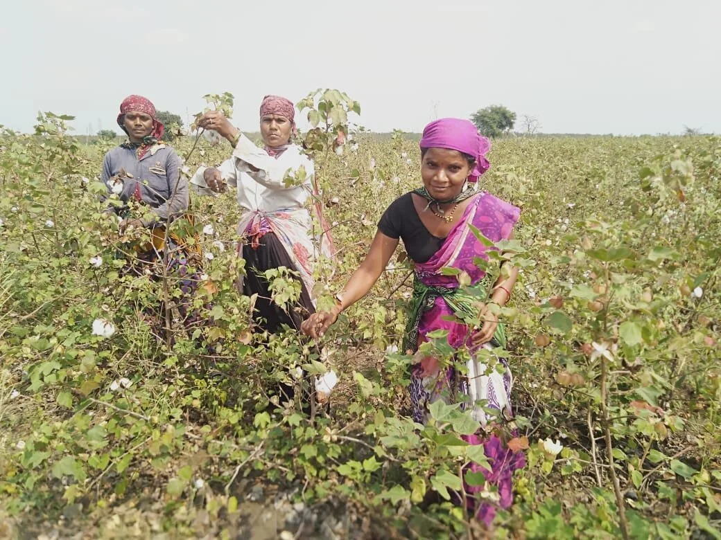 Indian lady smiling whilst picking cotton